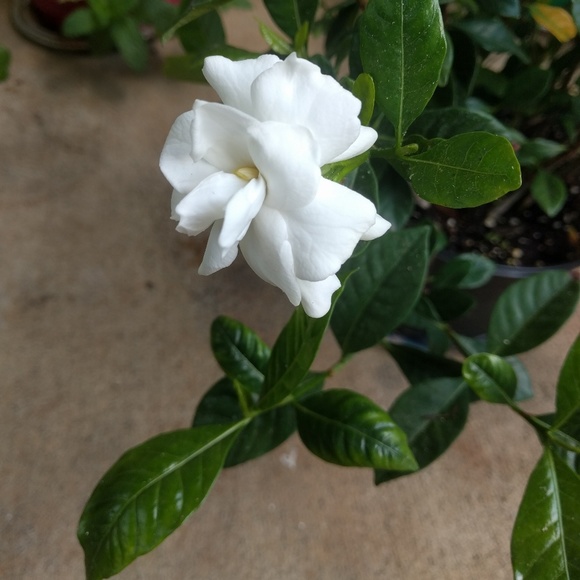 Meet your Posher, Peter - Picture 1 of 1